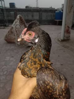 Desi top hat hen