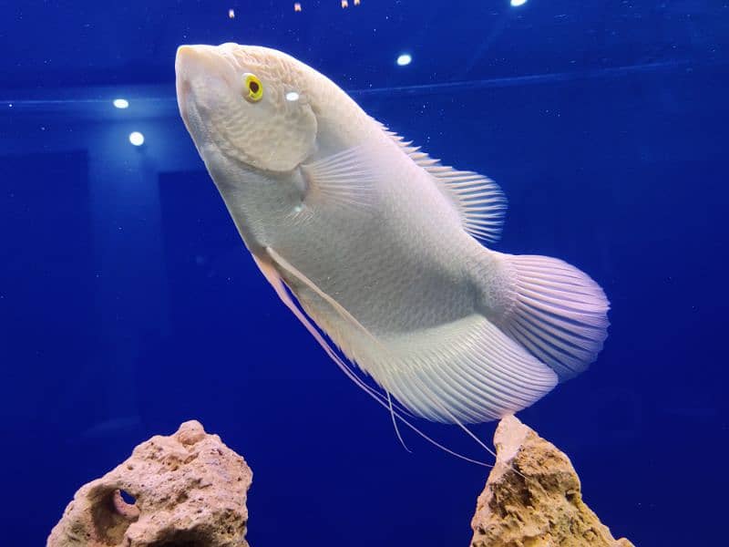 Giant Gourami Fish 1