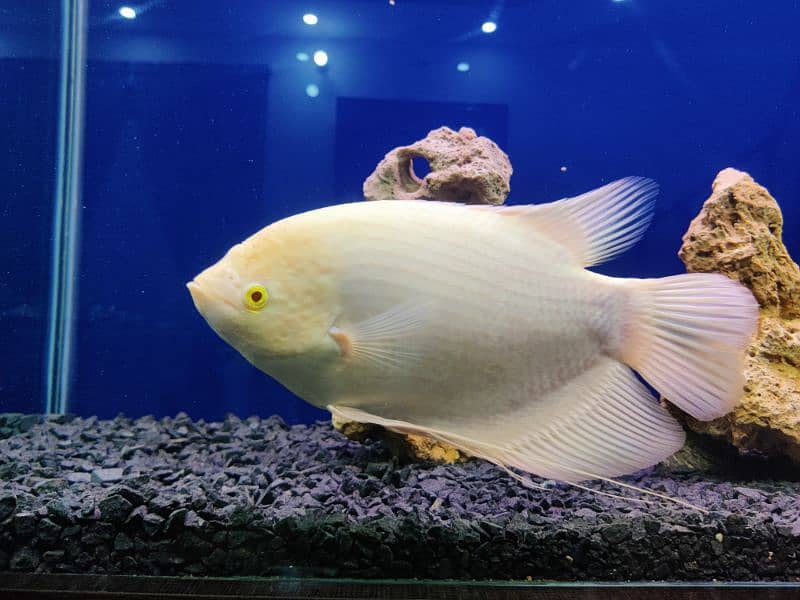 Giant Gourami Fish 2