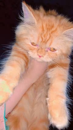 Persian ginger cat