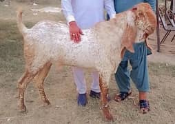 for sale makhi chinna breeder bakra