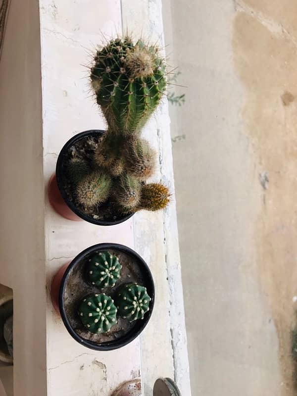 Cactus plants 11