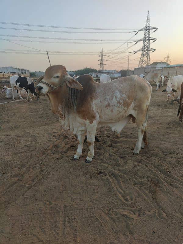 Khaki Bachra (Golden Bull) 3