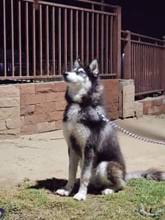 Odd Eyes Husky Male