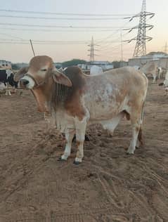 Khaki Bachra (Golden Bull)