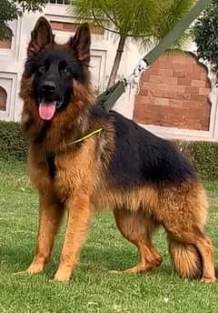 German Shepherd long coat male 0