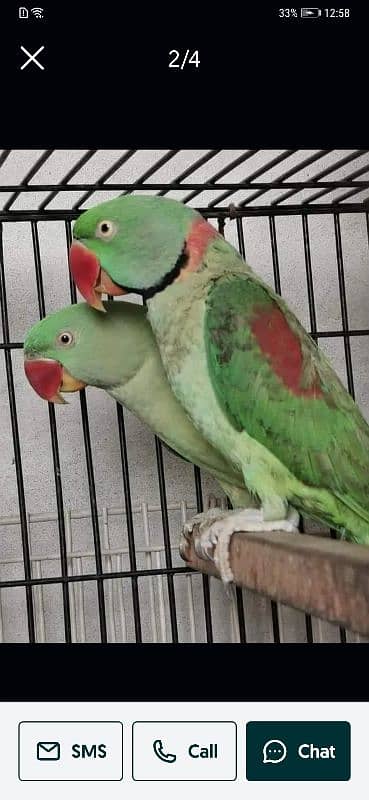 Alexander parrots pair breader 0