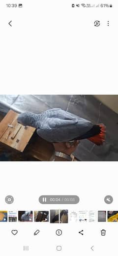 African grey salf for sale Rawalpindi