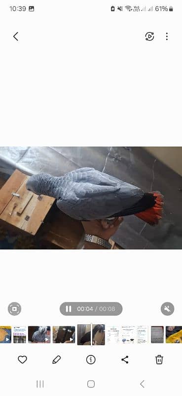 African grey salf for sale Rawalpindi 0