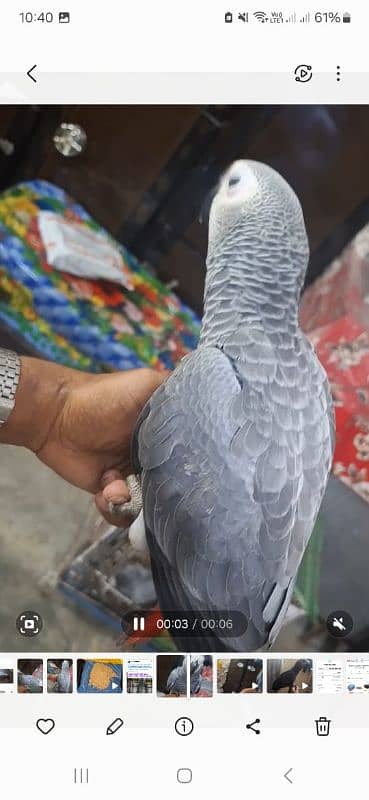 African grey salf for sale Rawalpindi 1