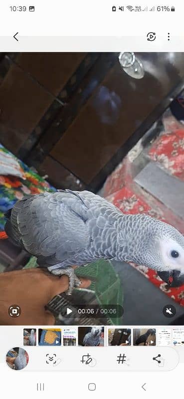 African grey salf for sale Rawalpindi 2