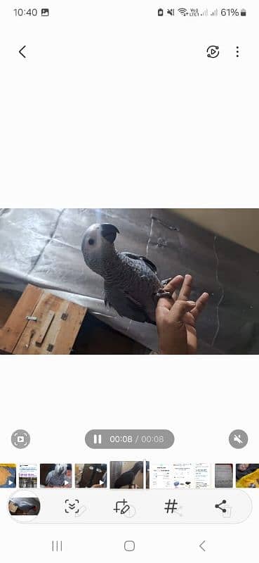 African grey salf for sale Rawalpindi 3