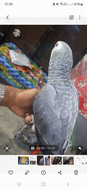 African grey salf for sale Rawalpindi 4