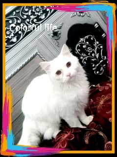 Persian mail cat for sale Whatsapp 03006392115