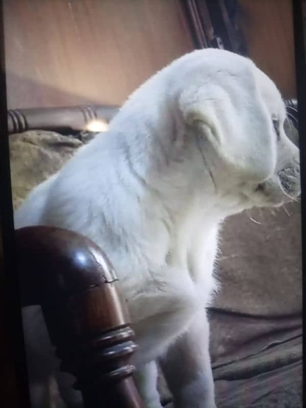 MOTA Taza Labrador puppy Urgent Sale delivery available 0