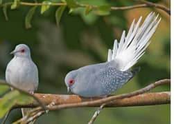 Diamond Dove Breader pair for Sale