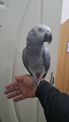 african grey/gray and fan java