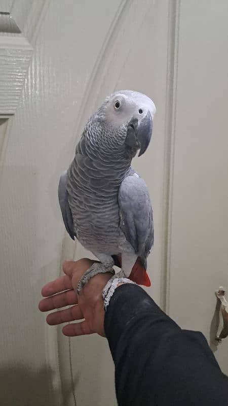 african grey/gray and fan java 1