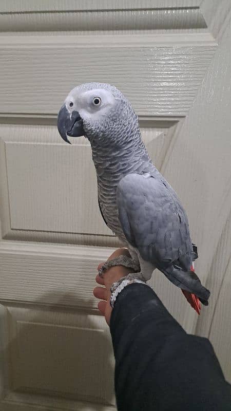 african grey/gray and fan java 2