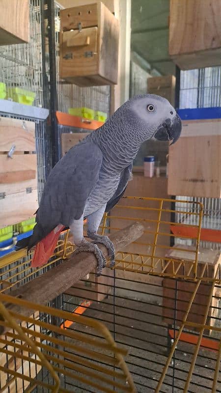 african grey/gray and fan java 3