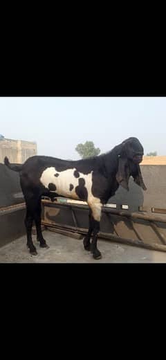 Breeder Bakra for sale 0