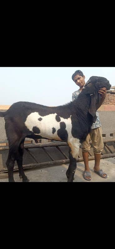 Breeder Bakra for sale 1