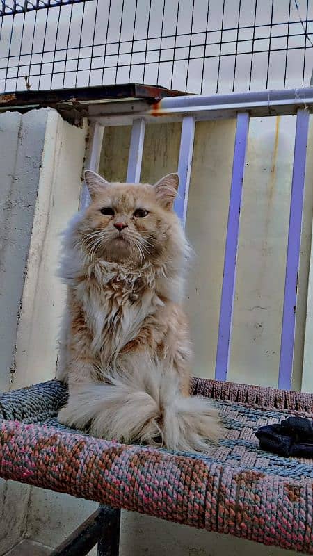 Persian cat Triple coated 1