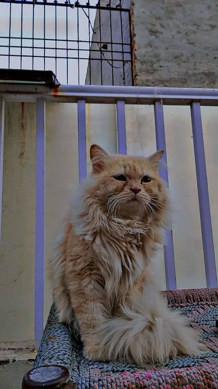 Persian cat Triple coated 2