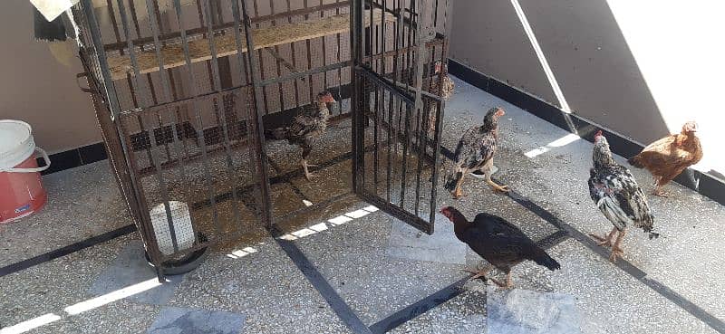 aseel hens for sale 1