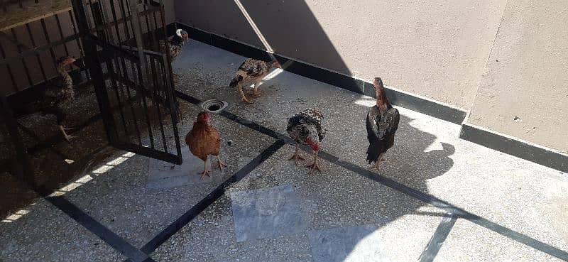 aseel hens for sale 2