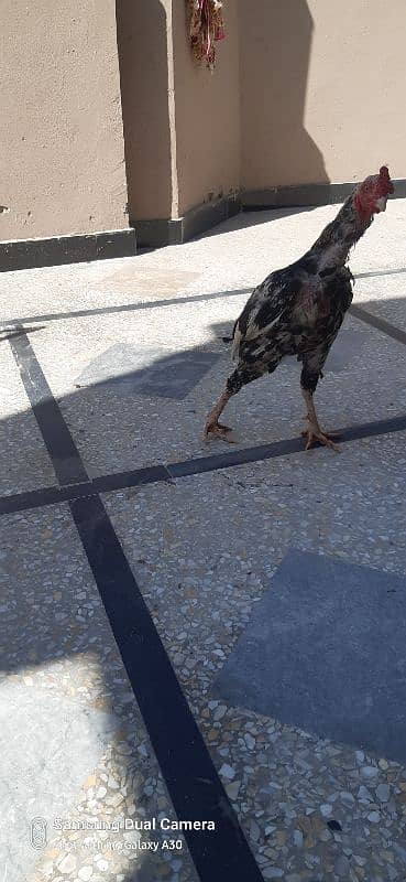 aseel hens for sale 3