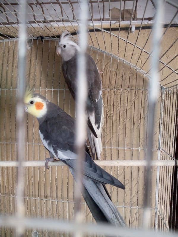 cocktail pair for sale 0