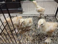 Golden heavy Buff chick able 03068861542 male