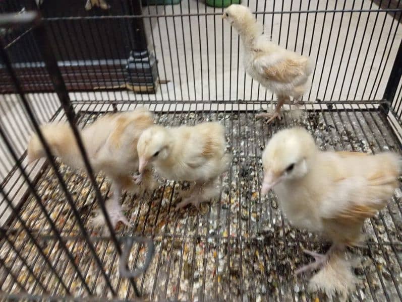 Golden heavy Buff chick able 03068861542 0