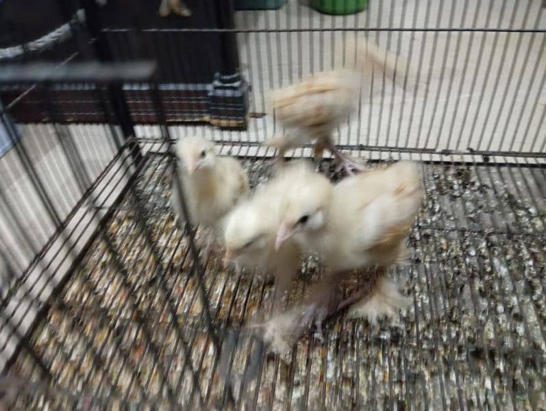 Golden heavy Buff chick able 03068861542 1