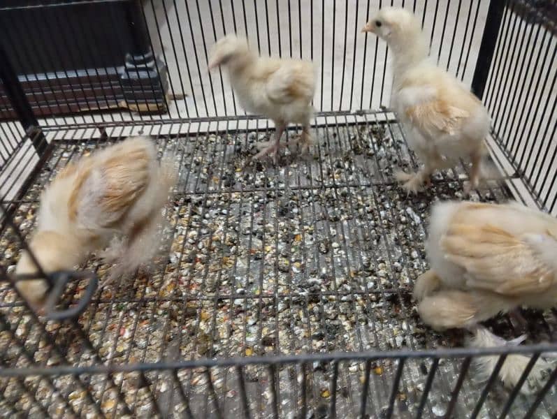 Golden heavy Buff chick able 03068861542 2