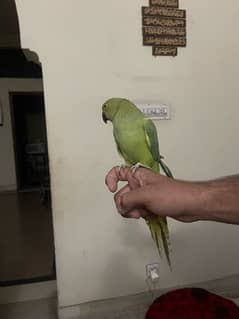 green parrot female handtamed