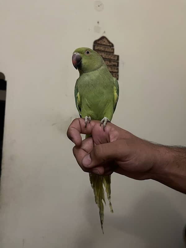 green parrot female handtamed 1