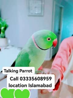 Face To Face Talking Hand Tamed Friendly Green Ring Neck Male Parrot