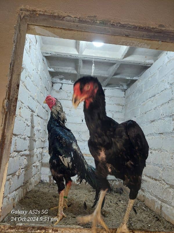 Black German King size O Shamo breeder pair available 8