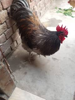 male hen RXR