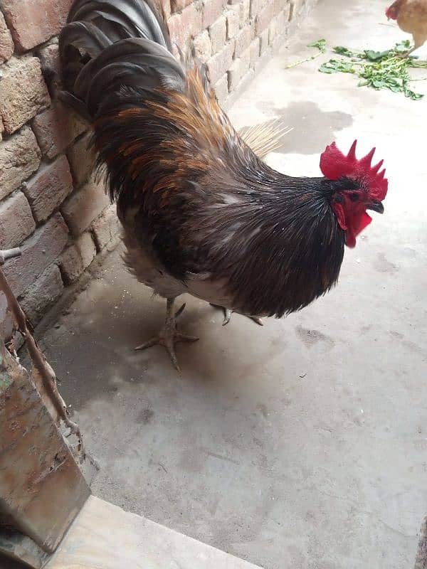 male hen RXR 0