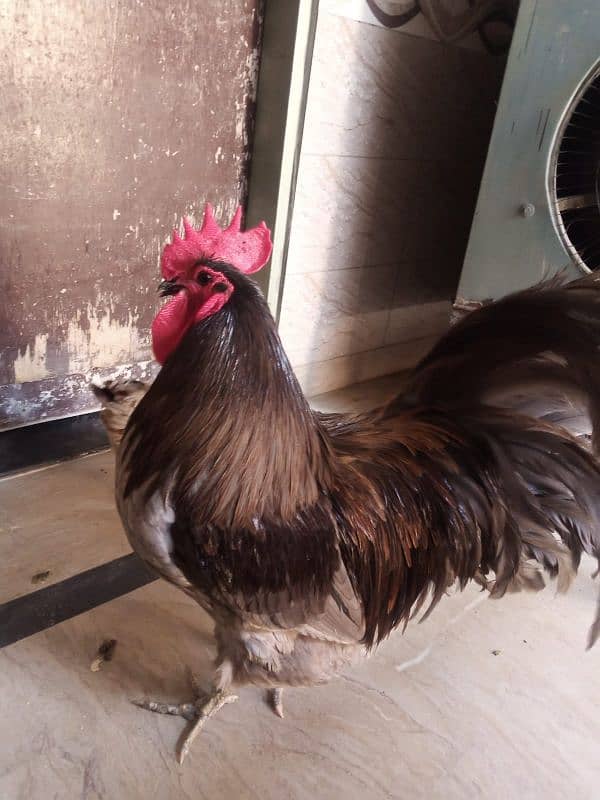 male hen RXR 3