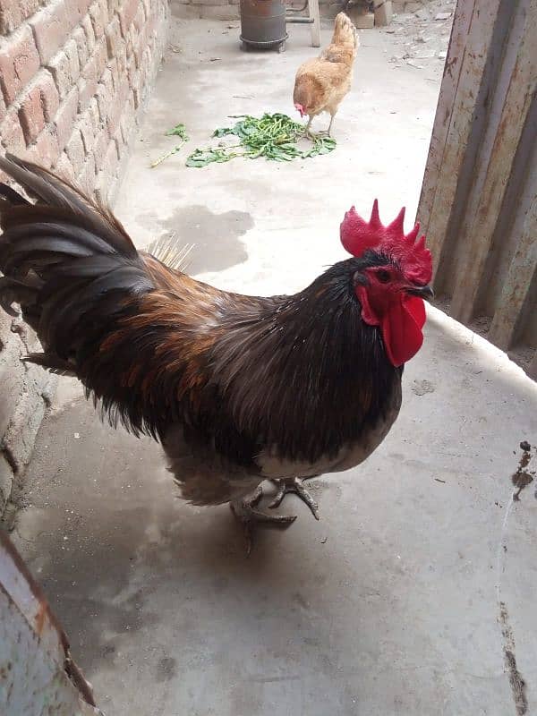 male hen RXR 4