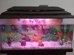 fish Aquarium 03436740541 0