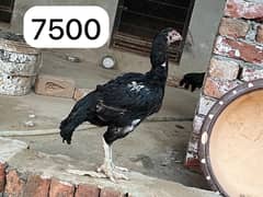 Aseel hens setup for sale