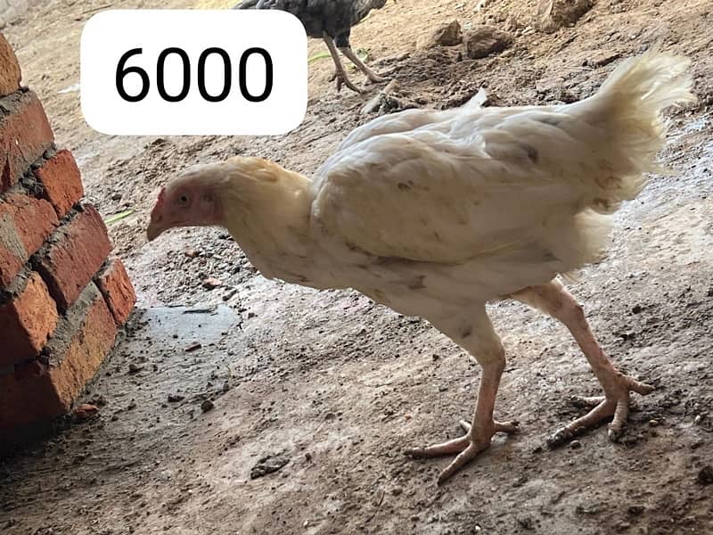 Aseel hens setup for sale 3