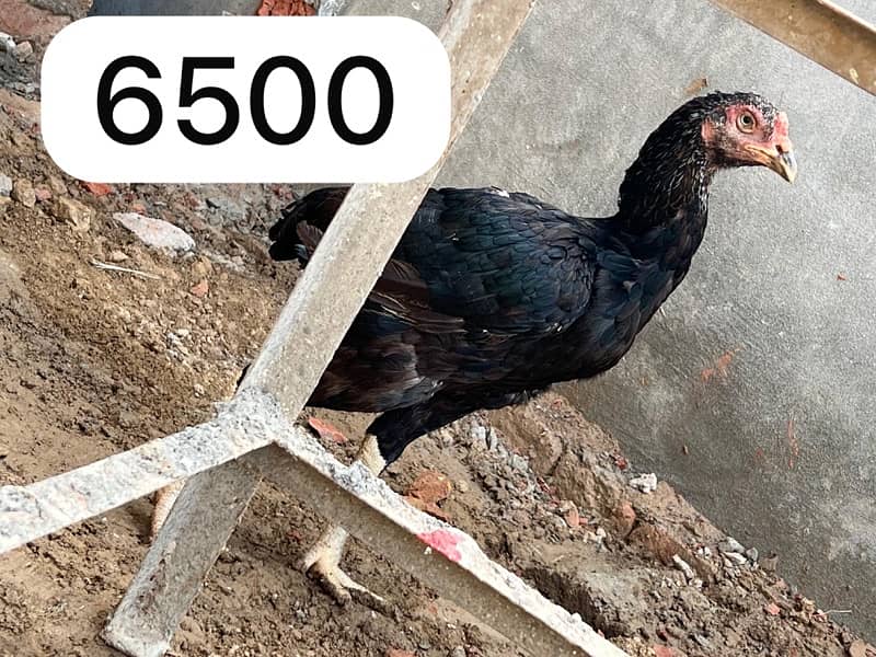 Aseel hens setup for sale 1