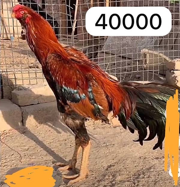 Aseel hens setup for sale 6