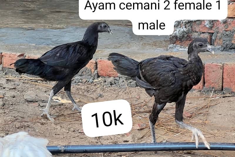 Aseel hens setup for sale 7